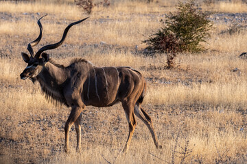Naklejka na ściany i meble Telephoto shot of a greater kudu -Tragelaphus strepsiceros- in Etosha National Park, Namibia.