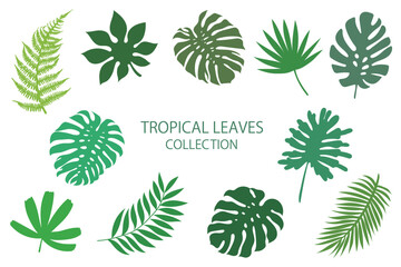 tropical leaves collection, vector illustration