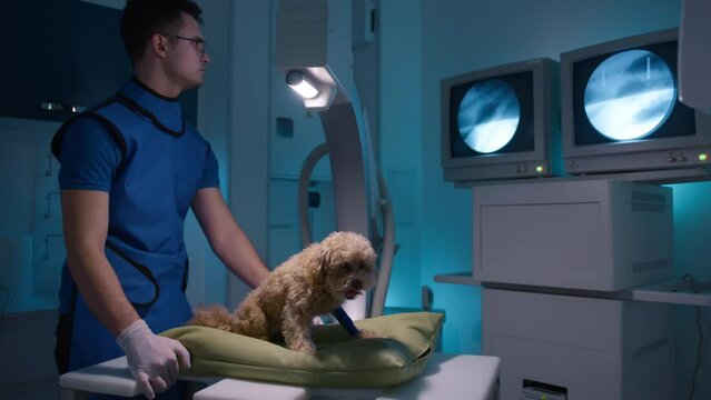Veterinarian moving pillow with small poodle dog with broken leg performing x ray. Professional male doctor in radiology protective vest looking at screen with animals bones pictures. Pets care health