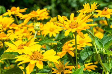 Fine wild growing flower aster false sunflower on background meadow