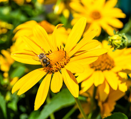 Beautiful wild flower winged bee on background foliage meadow