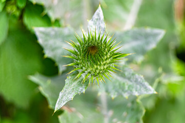 Beautiful growing flower root burdock thistle on background meadow