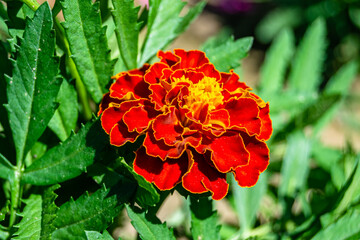 Fine wild growing flower marigold calendula on background meadow