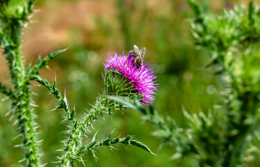 Beautiful wild flower winged bee on background foliage meadow