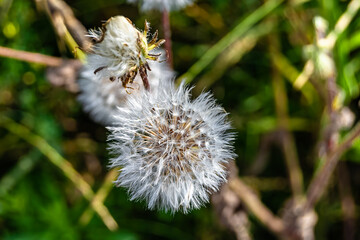 Beautiful wild growing flower seed dandelion on background meadow