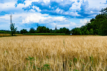 Photography on theme big wheat farm field for organic harvest