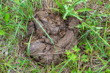 Photography on theme fresh cow dung lies on manure animal farm