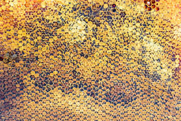 Abstract hexagon structure is honeycomb from bee hive filled