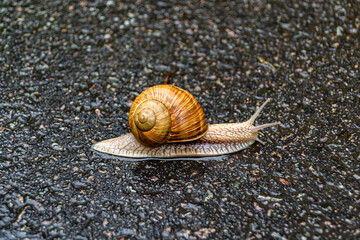 Big garden snail in shell crawling on wet road hurry home