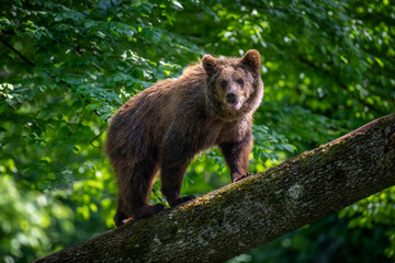 Obraz na płótnie Canvas Bear cub clings to the side of the tree