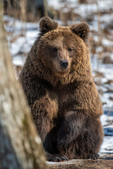 Fototapeta premium Wild adult Brown Bear (Ursus Arctos) in the spring forest
