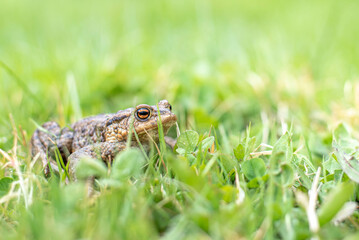 young common toad hides in the green spring grass in the garden near the pond, spring mating of frogs, toads have a body covered with warts,international frog month, solitary life
