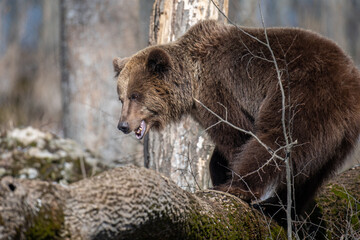 Wild adult Brown Bear (Ursus Arctos) in the spring forest