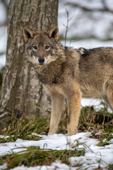 Wolf in the forest up close. Wild animal in the natural habitat