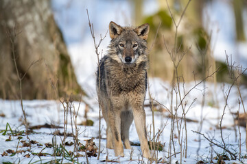 Wolf in the forest up close. Wild animal in the natural habitat