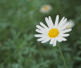 Obraz premium Common daisy at Flower Dome, Gardens By The Bay
