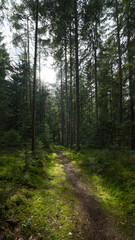 Forest woods (Black Forest) landscape background portrait - Mixed forest fir and spruce trees, lush green moss, wild, blueberries and path with sunshine sunbeams