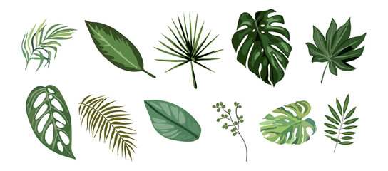 Tropical different type exotic leaves set. Jungle plants. Calathea, Monstera and palm leaves. Cartoon illustration isolated on transparent background. PNG. Digital Stickers. - obrazy, fototapety, plakaty