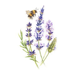Watercolor botanical illustration. Composition of sprigs of lavender and bumblebee. Fragrant field herb bouquet. Purple wildflowers. Hand drawn isolated on a white background. For cosmetic packaging