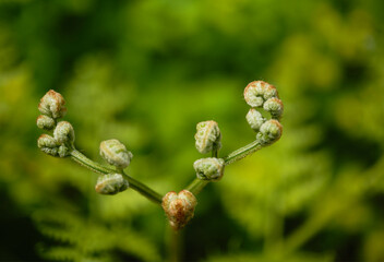 背景素材　シダ類の若芽のクローズアップ