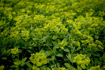 風景素材　鮮かな緑色に色づいたノウルシ