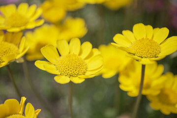 背景素材　綺麗に咲いたデイジーの花