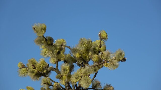 Blossoming yellow pussy willow twigs Salix caprea  rotating 