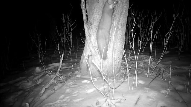 Marten Mustela in winter night looking for food in derelict garden apple tree hole, trail camera

