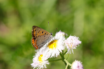 Small copper butterfly suck nectar from Philadelphia fleabane flowerhead (Close up macro photograph, shot on a sunny outdoor)