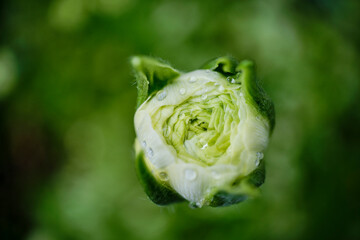 Fototapeta premium 背景素材 綺麗なラキュランスの花と水滴