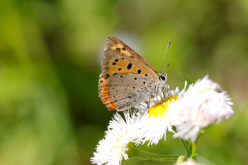 Small copper butterfly suck nectar from Philadelphia fleabane flowerhead (Close up macro photograph, shot on a sunny outdoor)