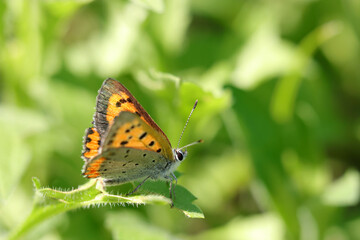 Fototapeta na wymiar Small copper butterfly, playing in the green bush (Close up macro photograph, shot on a sunny outdoor)