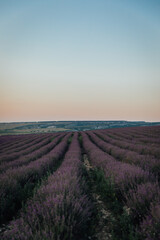 lavender field purple flowers nature blue sky journey walk