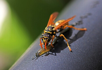 A wasp perched drinking a liquid or substance. Selective focus