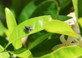 Housefly on a plant leaf. Selective focus