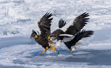 Steller sea eagles fight for fish on a frozen river. Haliaeetus pelagicus. Scenery of wild bird life in winter, Hokkaido, Japan. 2023