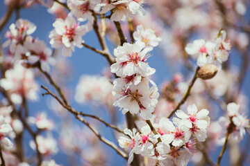 Almond tree branches full of white blossoms against the blue sky is spring