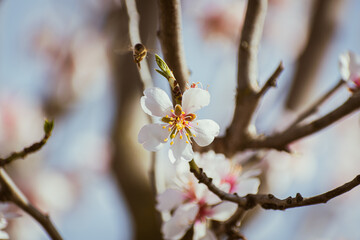 Almond tree branches full of white blossoms against the blue sky is spring
