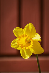 Narcissus flowers decorating a home
