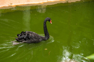 Black swan swimming in the lake of the zoo in Cali Colombia.