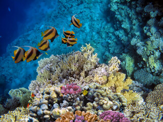 Plakat Hard coral, Red Sea, Sharm El Sheikh. Egypt