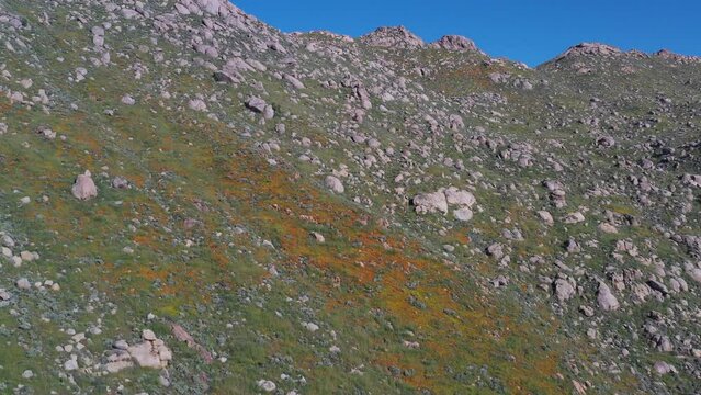 Drone flight climbing past poppy flowers to reveal Lake Perris 
1 of 4