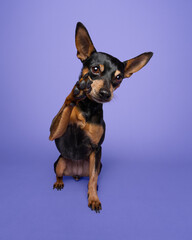 Happy Miniature Pinscher - Waving MinPin portrait on purple studio background