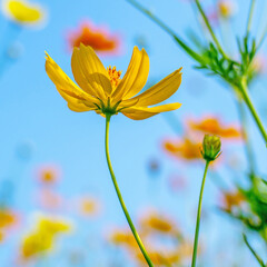 Cosmos flowers yellow Colorful flower background Blurred background Bright sky and morning light