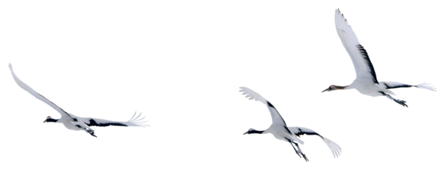 Red-crowned cranes soar into the sky. Photos of isolated birds in Hokkaido, Japan