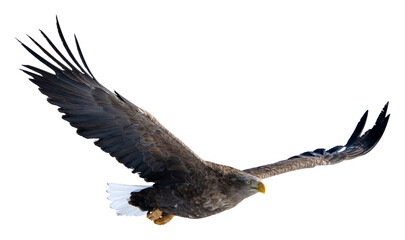 A white-tailed eagle raises its wings and soars high in the sky. Photos of isolated birds in Hokkaido, Japan