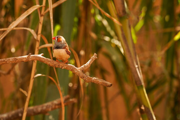 A bright tropical bird sits on a branch in the forest close-up with copy space. Summer vacation and travel