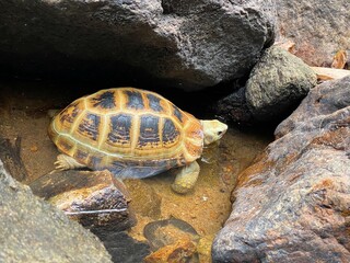 Elongated tortoise (Indotestudo elongata) on the rocks. Small cute turtle bathes in a natural pool,...