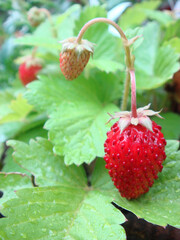 Close up Wild strawberry grown in the home garden