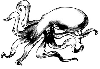 リアルなタコの線画